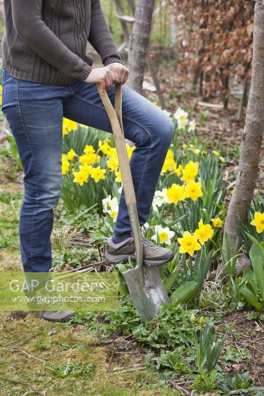 Woman dividing Geranium 'Rozanne' using spade in spring.