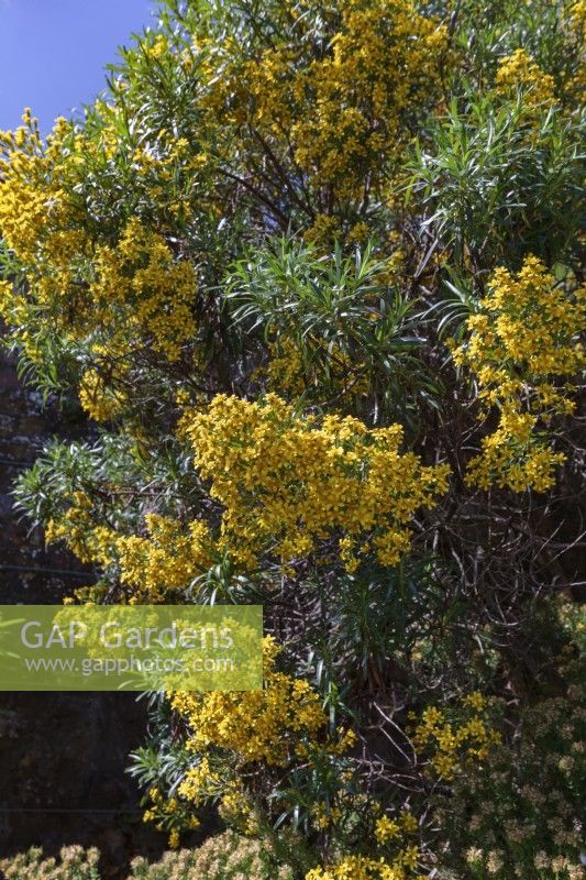Brachyglottis brunonis,  syn. Centropappus brunonis - Tasmanian Daisytree
