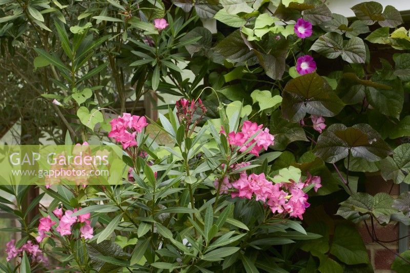 Nerium oleander with the pink flowers of Ipomoea tricolor 'Scarlett O'Hara' and the dark foliage of Dolichos lablab