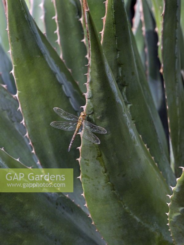 Female Migrant Hawker Dragonfly Aeshna mixta resting on Agave montana 
