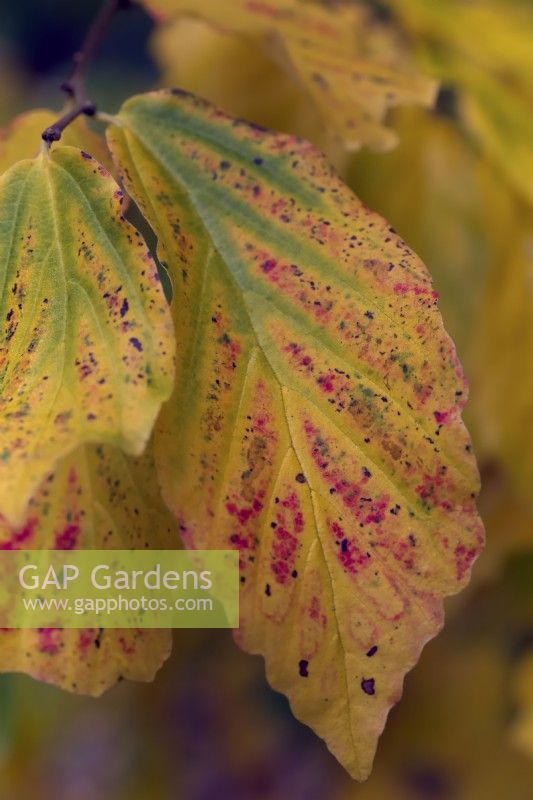Parrotia persica autumn colour