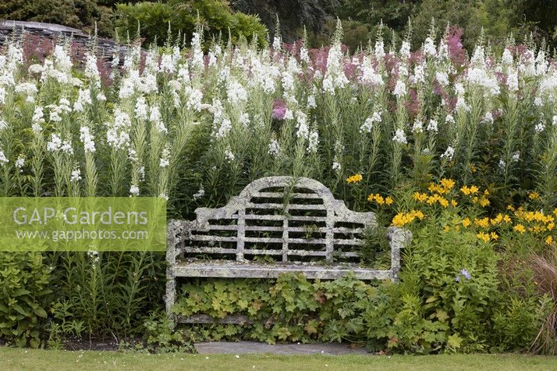 White wooden bench, covered in lichens with Filipendula ulmaria, meadowsweet and Epilobium angustifolium Album, white rosebay willow herb planted behind. The Garden House, Yelverton. Summer. 