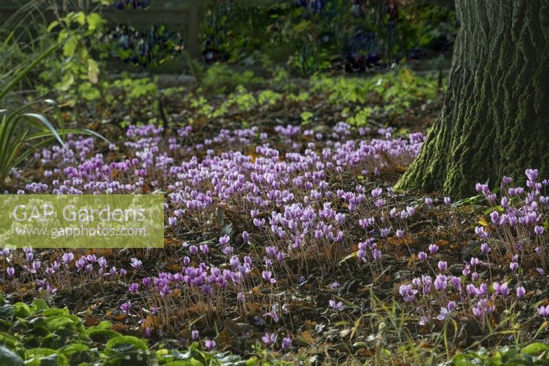 Cyclamen hederifolium flowering around the base of an Oak Tree in Autumn - September