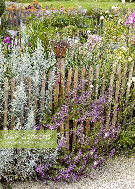 Perennial planting at the wooden fence, summer July