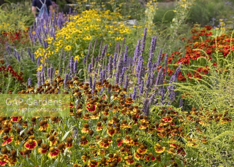 Colorful perennial garden with Helenium, autumn September