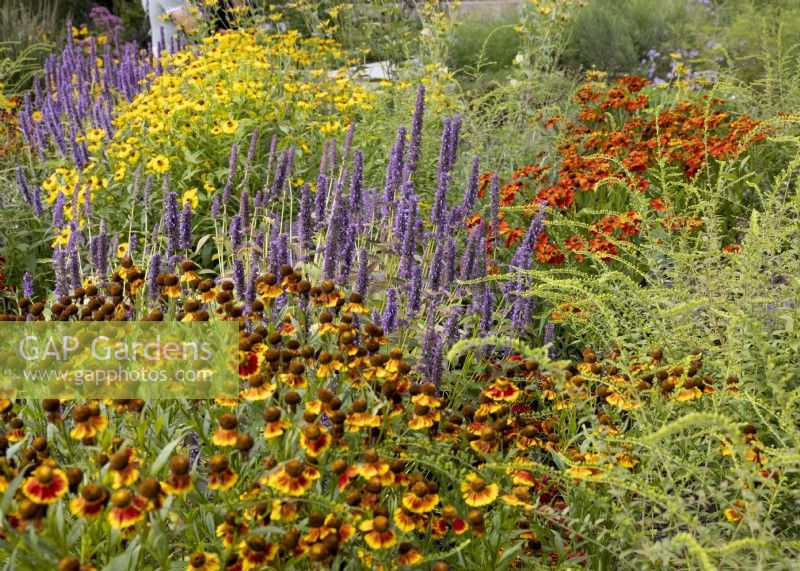 Colorful perennial garden with Helenium, autumn September