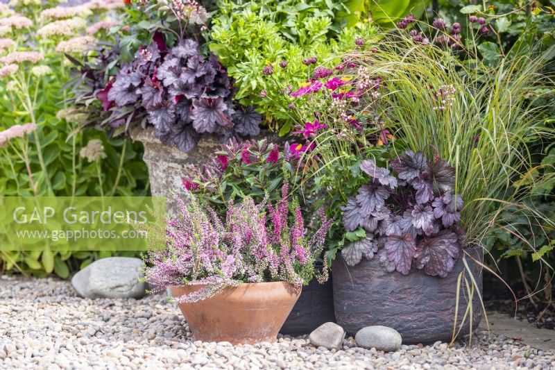 Containers planted with Heuchera 'Little Cutie Frost', calluna vulgaris, salvia 'Love and Wishes', Anemone 'Fantasy Red Riding Hood', Hebe 'Donna Eva' and Panicum virgatum 'Hanse Herms'