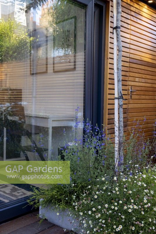 Garden office with raised bed and Erigeron karvinskianus