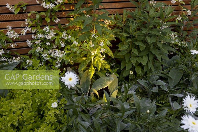 Trachelospermum jasminoides and Leucanthemum 'Wirral Supreme' against contemporary wooden fence in summer border