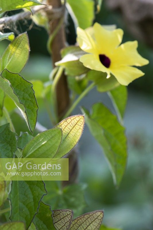 Thunbergia alata 'Lemon Star' flower bud - Black-eyed Susan