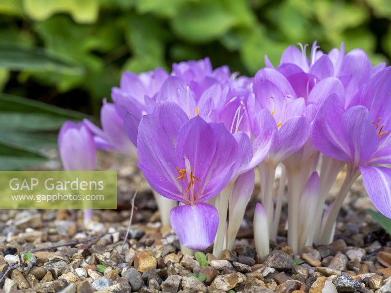 Colchicum autumnale growing in shingle drought tolerant border