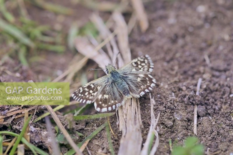 Grizzled Skipper - Pyrgus malvae butterfly basking in the sun on twig