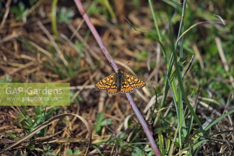 Marsh Fritillary butterfly - Euphydryas aurinia at managed habitat in Dorset