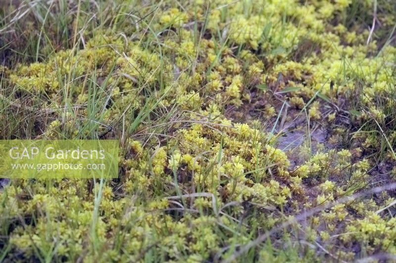 Sphagnum moss or bog moss is a mix of many species including Sphagnum fimbriatum shown on wet moorland, Devon UK