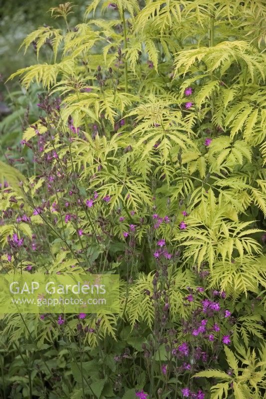 Sambucus racemosa 'Sutherland Gold' with Silene dioica - Red Campion