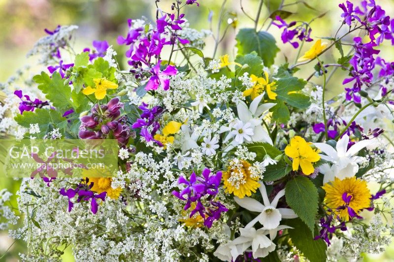 Flower bouquet containing daffodils  and wild flowers such as dandelion, cow parsley, greater stitchwort, honesty, buttercup and balm-leaved archangel.