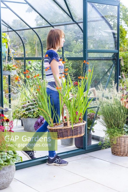 Woman carrying a basket of Crocosmias out of a greenhouse