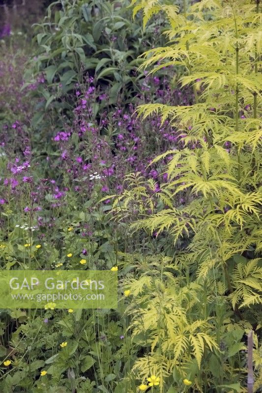 Sambucus racemosa 'Sutherland Gold' with red campion - Silene dioica