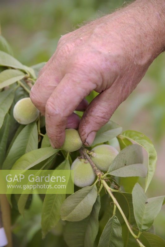 Thinning the developing fruits on a peach tree - Prunus persica