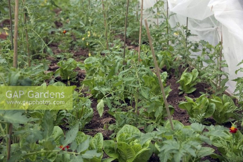 Growing crop of tomatoes - Solanum lycopersicum interplanted with lettuce - Lactuca - protective horticultural fleece withdrawn