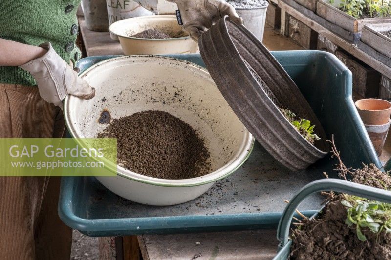 Sieving loam to create a crumbly soil for planting
