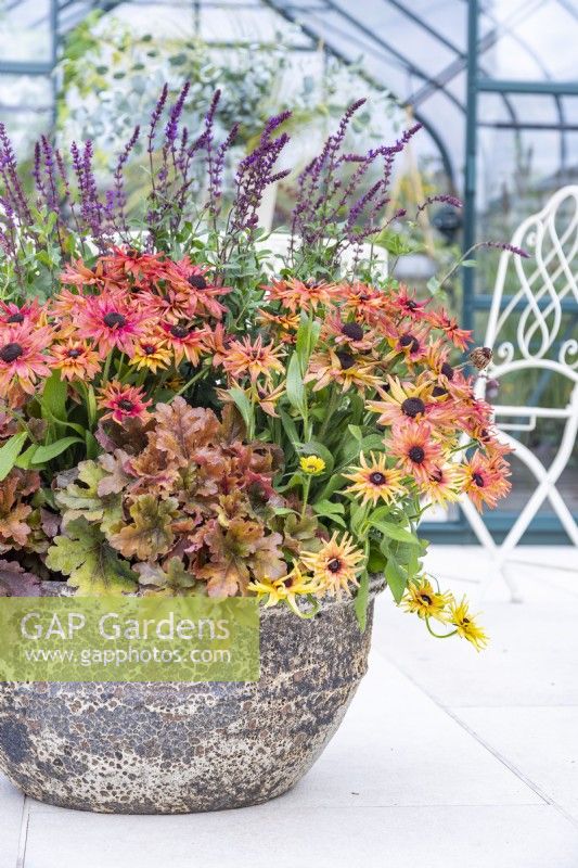 Large container planted with Heucherella 'Hopscotch', Rudbeckia 'Enchanted Embers' and Salvia 'Caradonna'