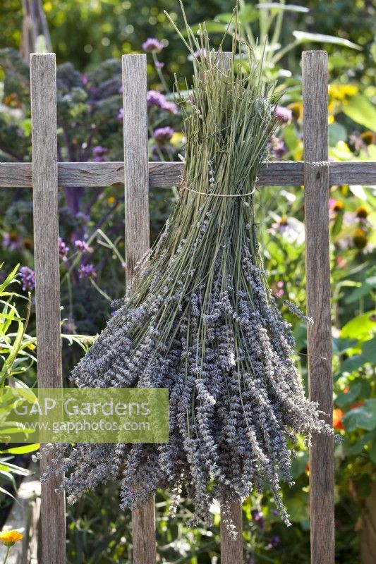 Hanging out Lavandula angustifolia to dry.