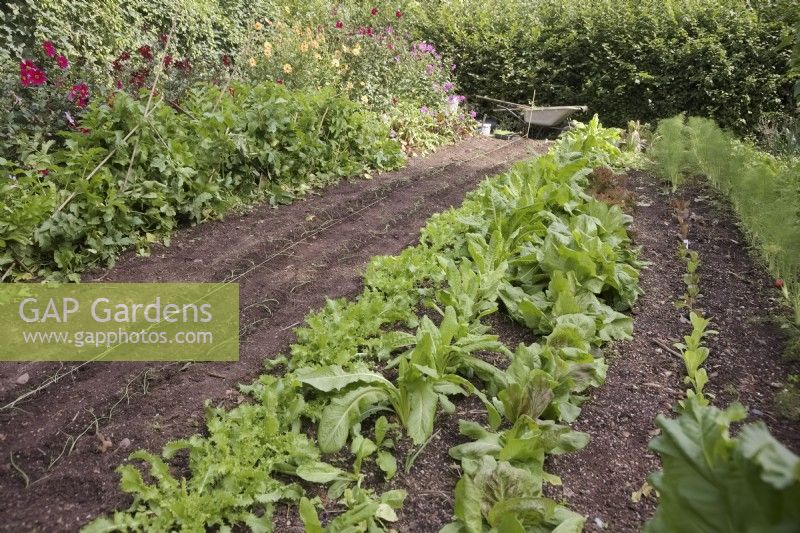 The autumn vegetable garden with autumn salads lined out - left to right - Endive Pancalieri, Chicory Witloof, Chicory 'Palla Rossa Precoce'