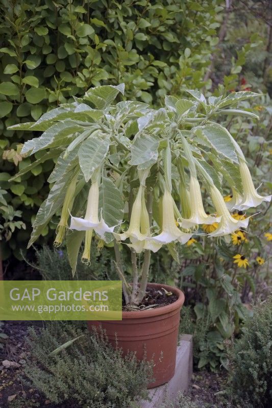 Brugmansia x candida 'Variegata' in September from a cutting 12 months previous