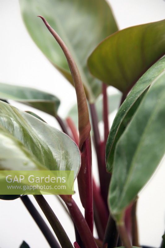 Philodendron 'Imperial Red'