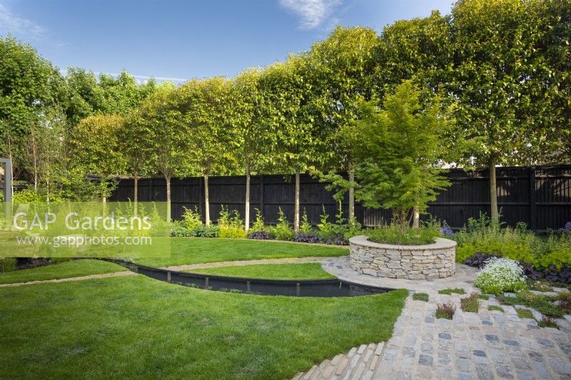 View across the lawn with curved path and the stream to the Acer palmatum 'Sango-kaku' and the fence with pleached trees. 