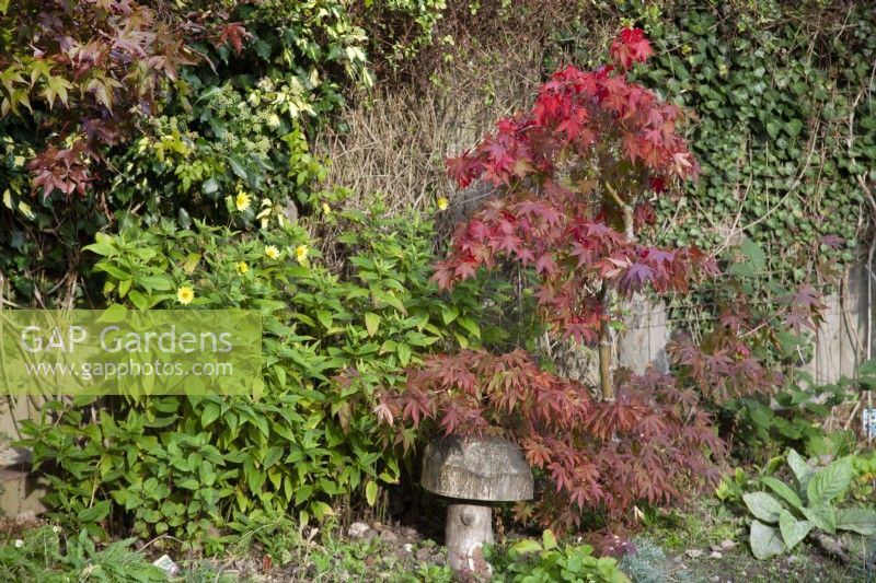 Acer palmatum with wooden toodstool