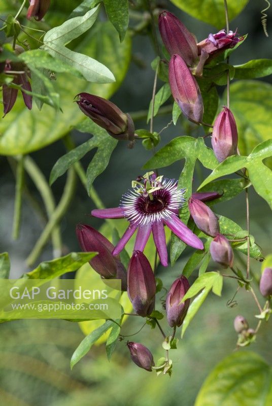Passiflora x violacea - Violet passion flower