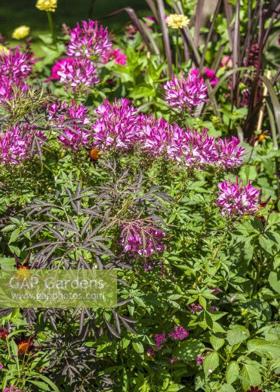 Annual mix with Cleome, summer August