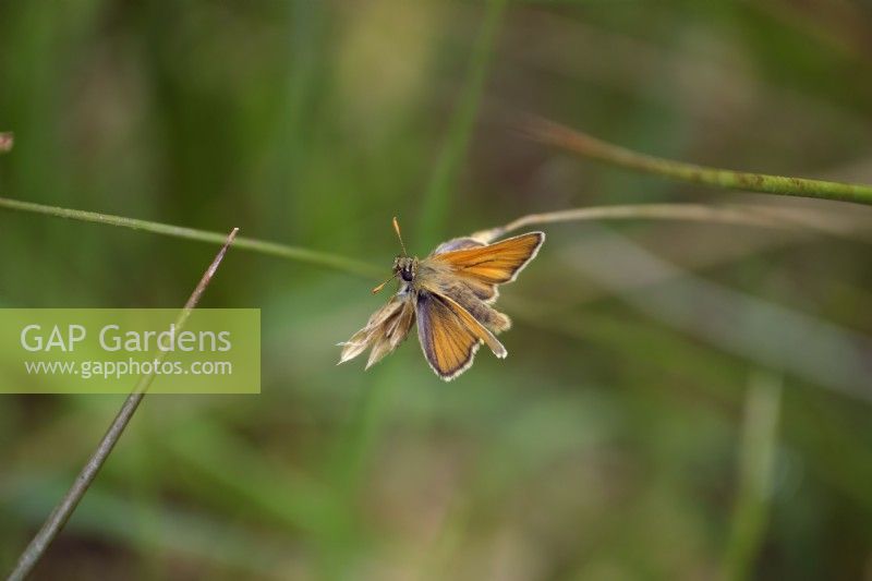 Small Skipper butterfly - Thymelicus sylvestris on Rackenford Moor, Devon, UK