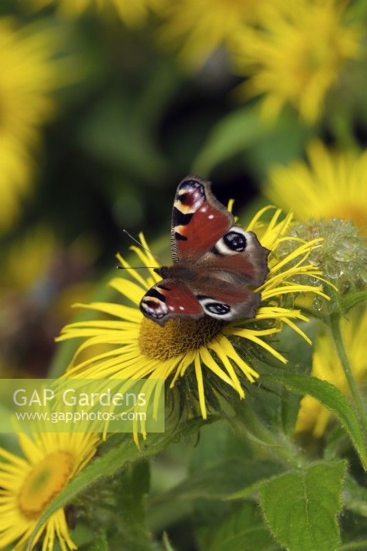Inula hookeri with Aglais io - Peacock butterfly