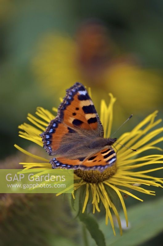 Inula hookeri with Small Tortoiseshell butterfly - Aglais urticae pollinating