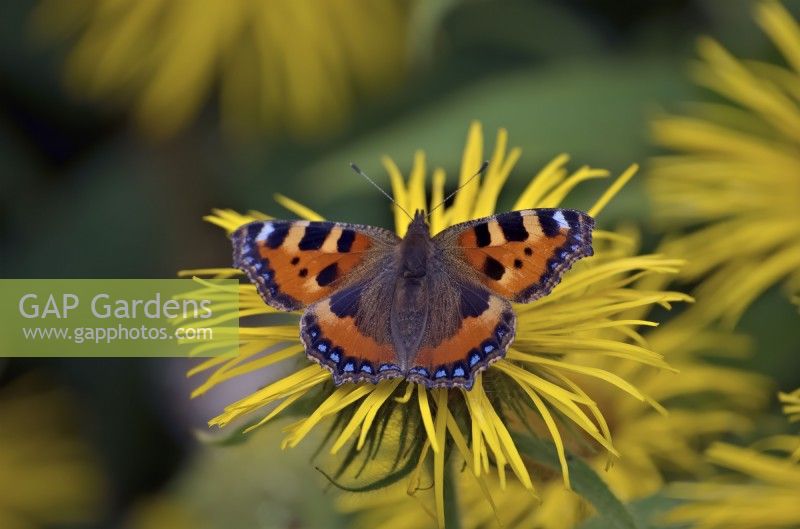 Inula hookeri with Small Tortoiseshell butterfly - Aglais urticae pollinating