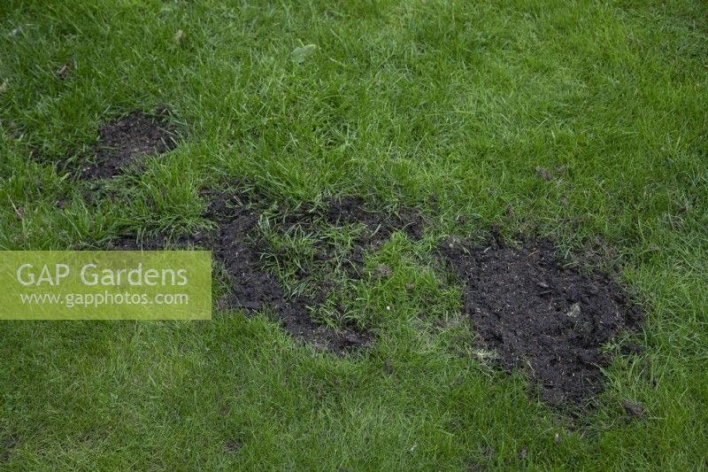 Lawn reseeding in patches