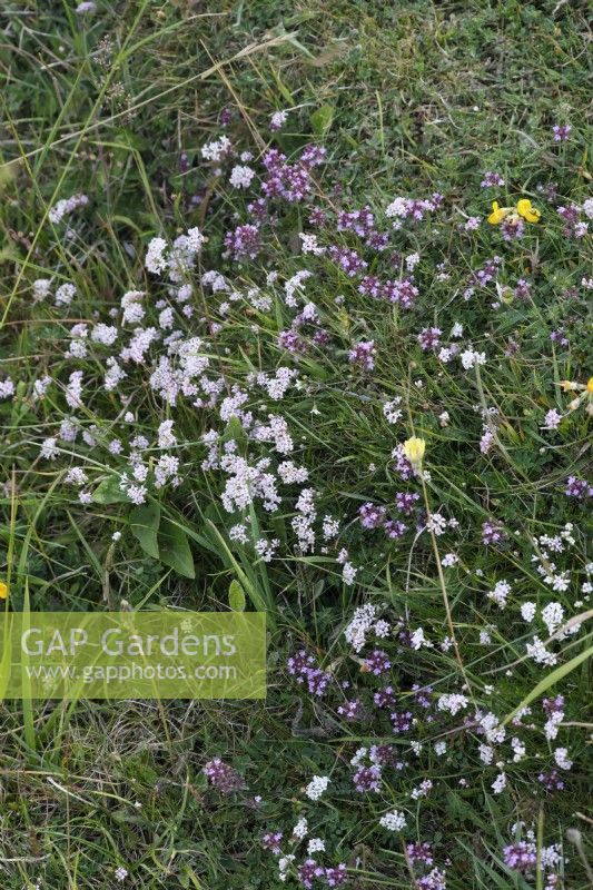 Asperula cynanchica - Squinancywort growing with Thymus praecox - Thyme on calcareous downland