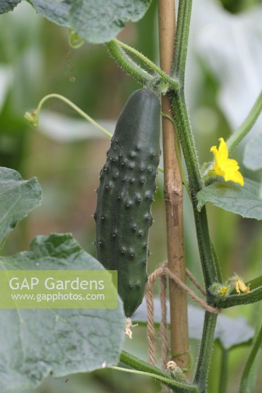 Cucumis sativus 'Spacemaster 80' cucumber supported by bamboo cane