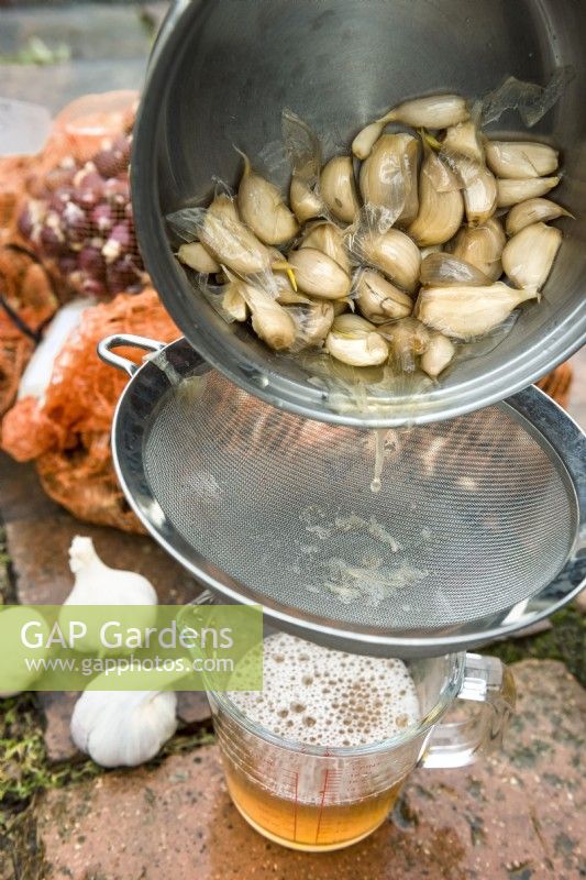 Pouring cooked garlic water through a strainer.

Creating garlic water to douse spring bulbs and prevent damage from animals or pests