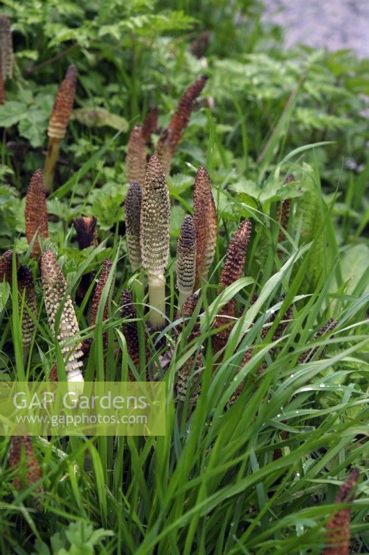 Equisetum telmateia - Great Horsetail emerging shoots growing on a canal bank