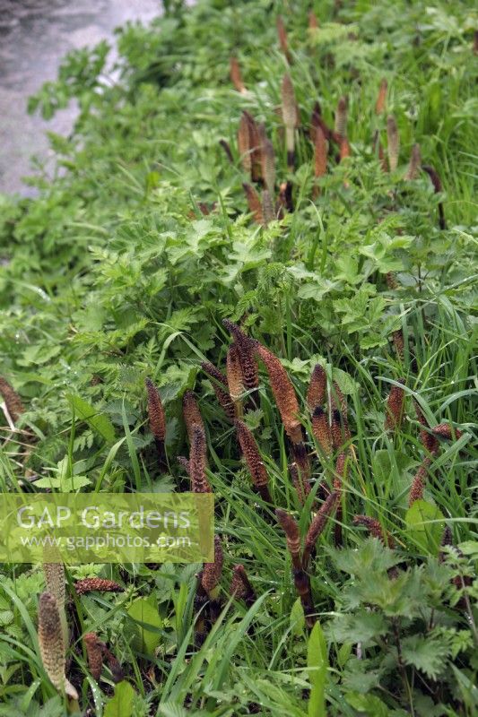 Equisetum telmateia - Great Horsetail emerging shoots growing on a canal bank