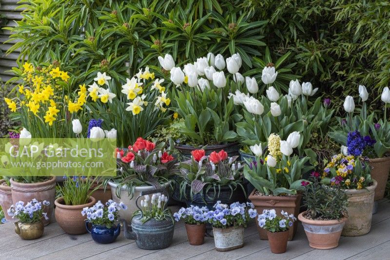 Assorted pots and kettles planted with white Tulipa 'Diana', red Greigii tulips, Narcissus 'Smiling Sun' and 'Sweetness', hyacinths, grape hyacinths and Viola 'Sorbet Marina'.