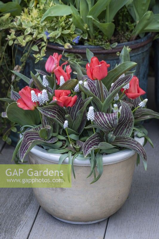 A pot planted with red Greigii tulips mixed with white grape hyacinths, Muscari 'Siberian Tiger'.