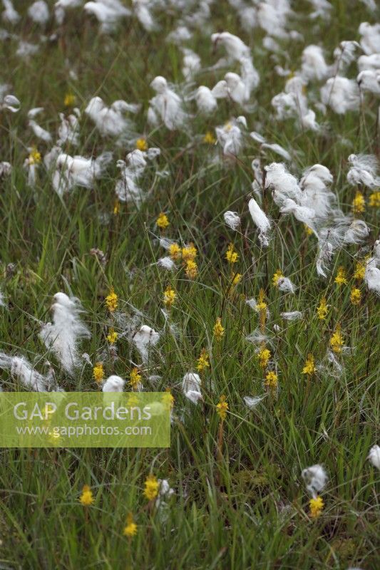 Bog Asphodel - Narthercium ossifragum with Eriophorum angustifolium - Cotton grass on Dartmoor, UK