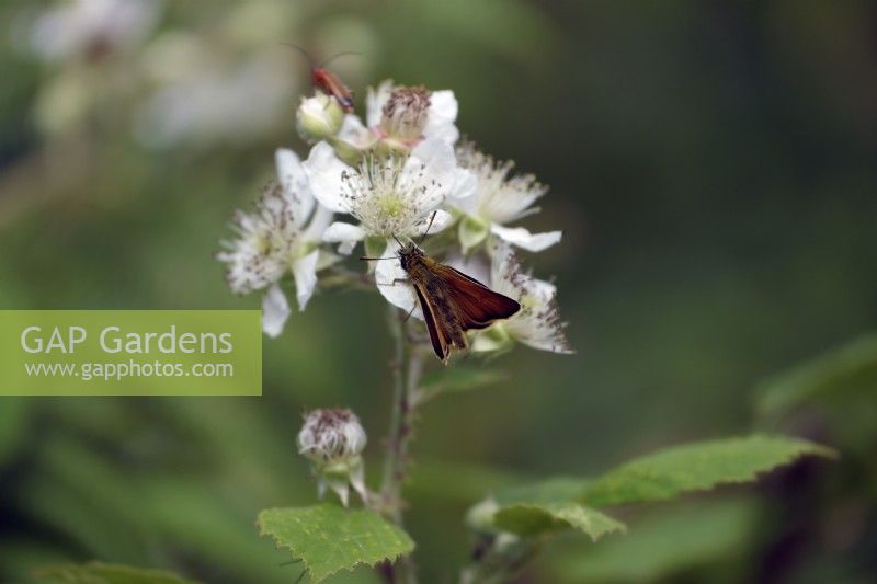 Small Skipper butterfly - Thymelicus sylvestris feewding on Bramble - Blackberry flower - Rubus fruticosus