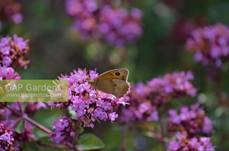 Origanum 'Rosenkuppel' with Gatekeeper butterfly - Pyronia tithonus