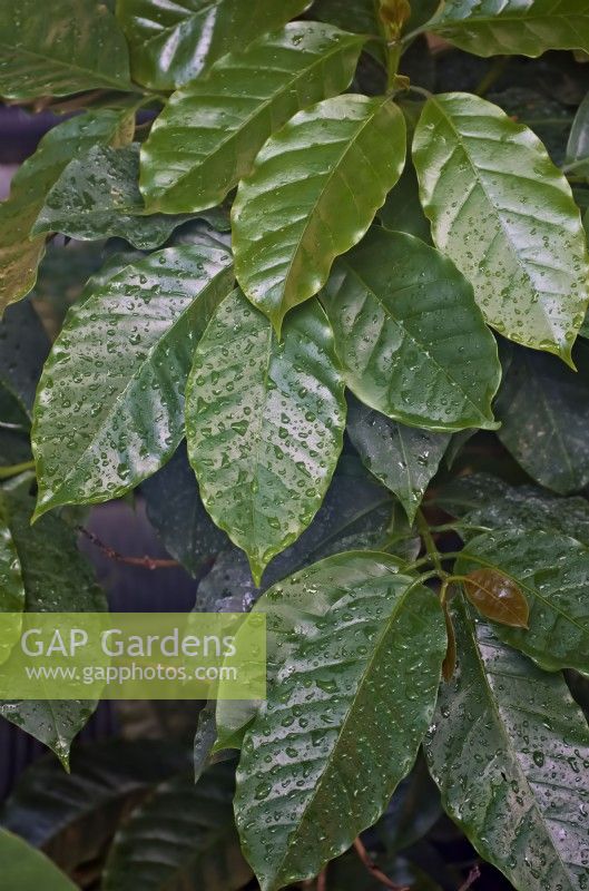 Coffea canephora - Coffee plant